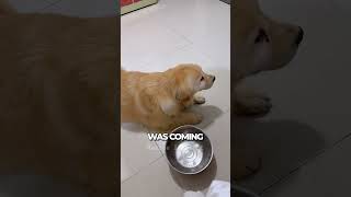 This dog had a smart trick...🐶❤️