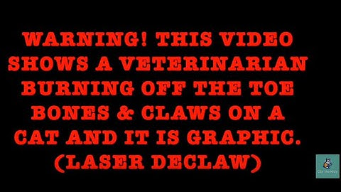 City the Kitty The Awful Truth About Laser Declawing