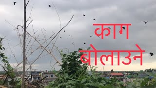 काग बोलाउने आवाज /Crow calling Live from My House /Nepal Crow