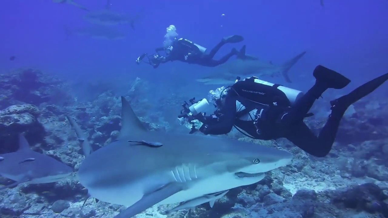 Shark Dive! Roatan Dives 4 YouTube