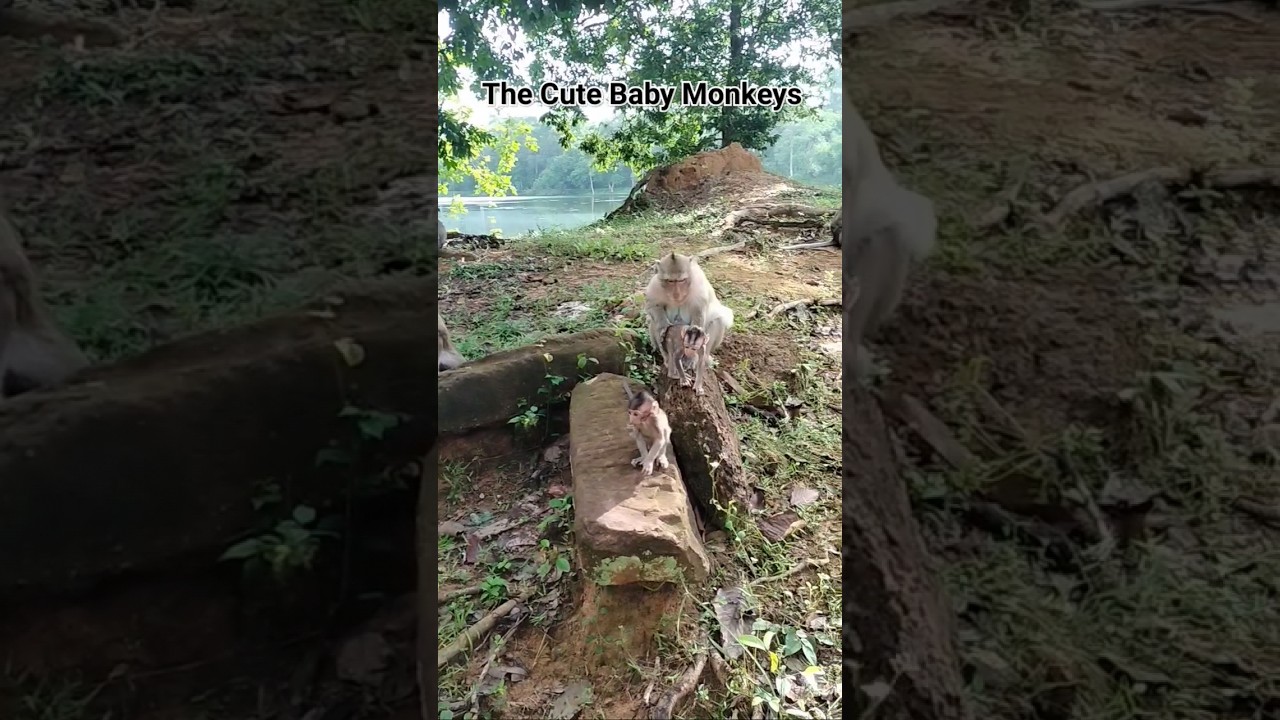 Cute Baby Monkeys At Angkor Wat 