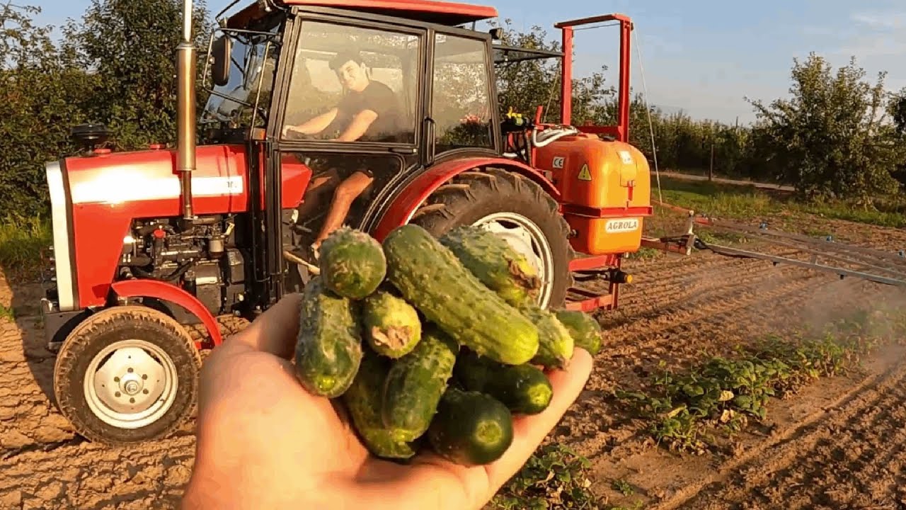 Zbieramy pierwsze ogórki