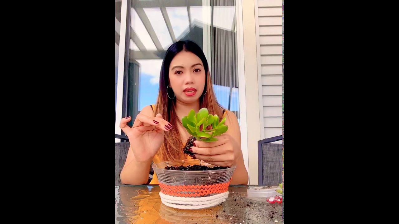 SUCCULENT PLANT(DIY DECOR)#PLANTS #GIFT #DIY #SUCCULENT 