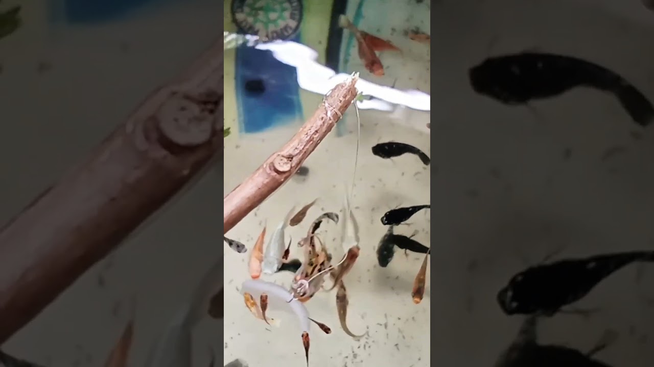 Cute! Fishing for small fish with coconut bait 