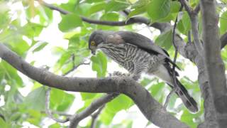 Crested Goshawk 20160503 Daan