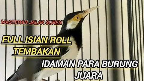jalak suren full isian cocok buat masteran burung (murai batu,cucak ijo,kacer,cendet dll)