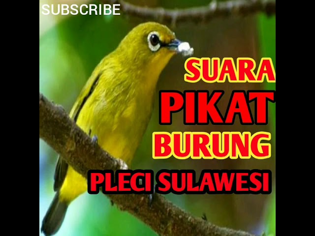 Suara pikat burung pleci sulawesi class=