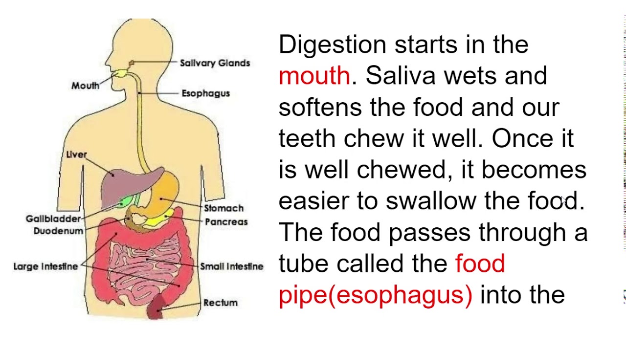 Digestive System Main Points