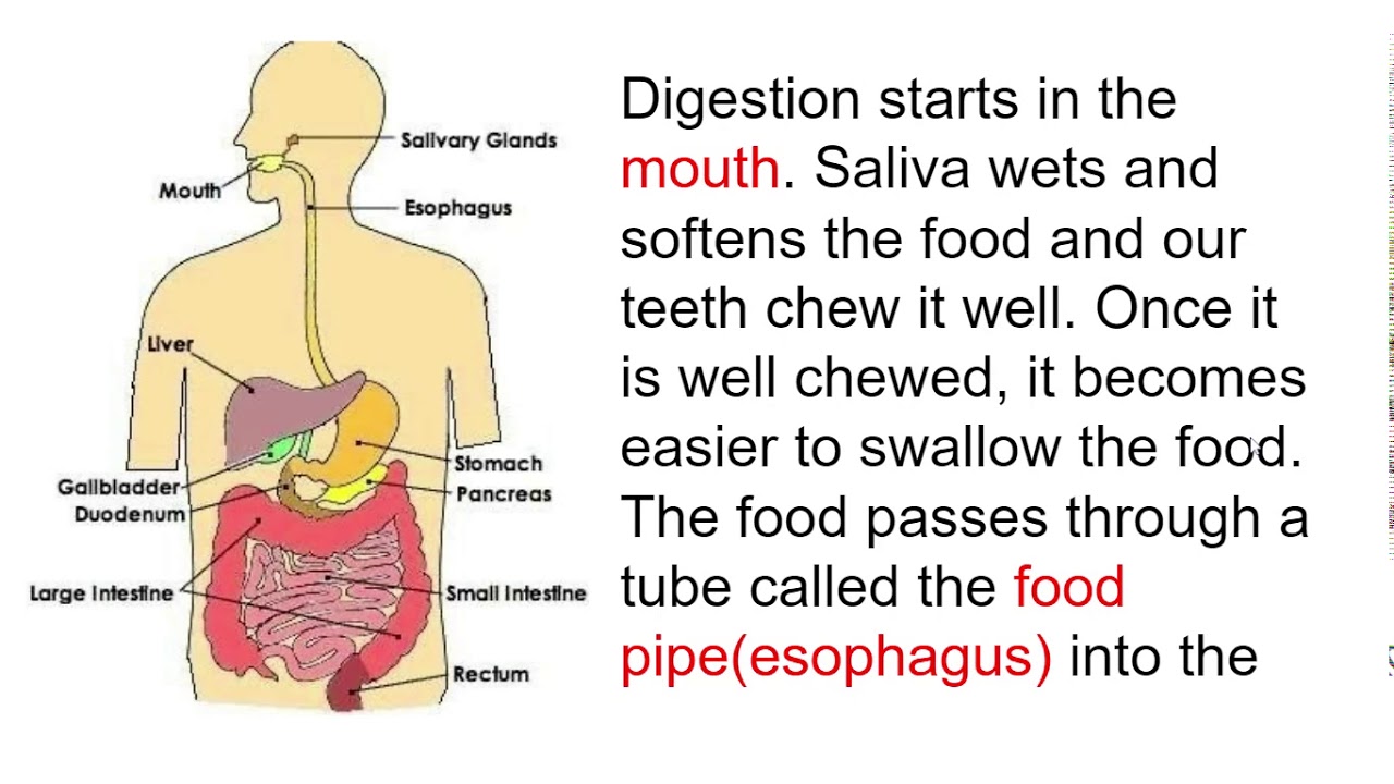 THE DIGESTIVE SYSTEM YouTube