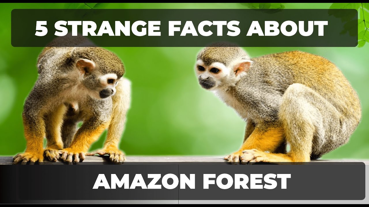 5 Strange Facts About The Amazon Forest 