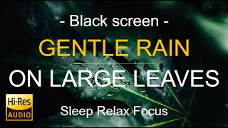 Black Screen | Rain on Large Leaves, Rain Sound Sleep in Minutes | Rain White Noise | Hi-Res audio