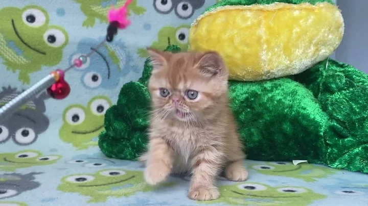 Video 5070841: exotic shorthair male kitten, exotic shorthair cattery, tabby male kitten, exotic shorthair red