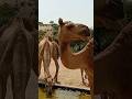 Camels at water tank camelofthar camel drinkingwater camelmeet animal waterconsumption