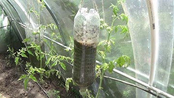 How to Grow Tomatoes Upside Down in Plastic Bottles