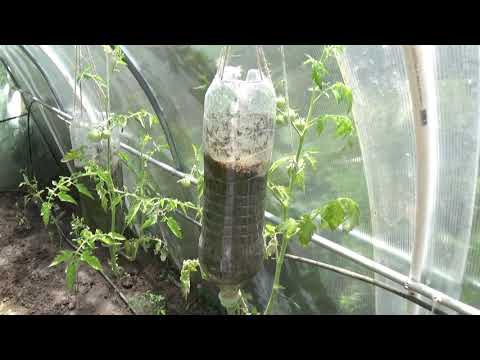 How to Grow Tomatoes Upside Down in Plastic Bottles