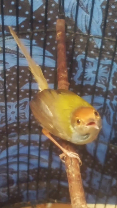 SUARA PIKAT PRENJAK LUMUT RIBUT VIRAL 2026