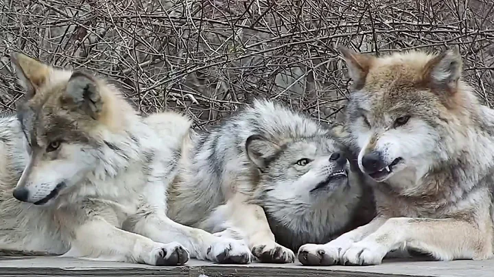 Wolf Mom Puts Up With Her Fierce And Feisty Daughters