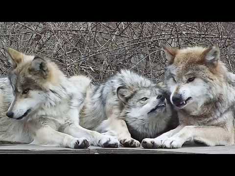 Wolf Mom Puts Up With Her Fierce And Feisty Daughters