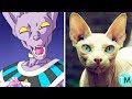 LOS 10 GATOS MÁS CAROS Del Mundo