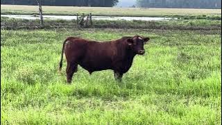 Help Me Decide What to Do With This Bull