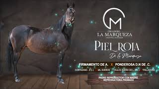 Piel Roja De La Marqueza