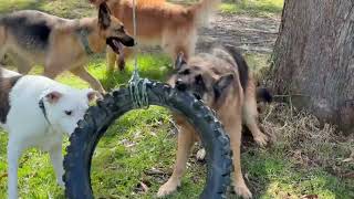 Wednesday was a wonderful whirlwind of wagging tails and Joeys First Day! 