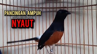 murai batu gacor AMPUH buat PANCINGAN murai batu agar bunyi JADIKAN burung murai gacor NYAUT