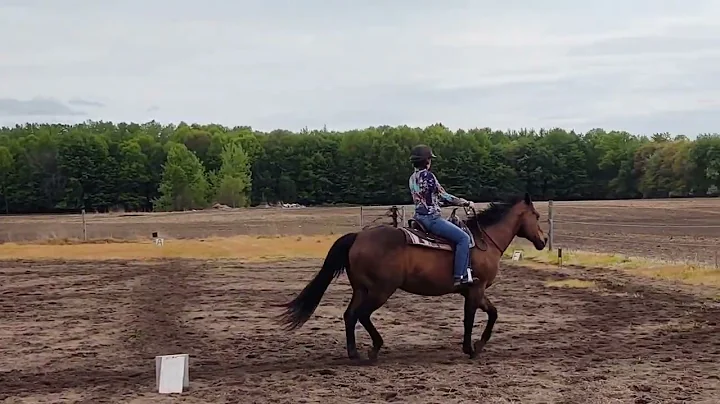 Bridleless Western Dressage Basic 4
