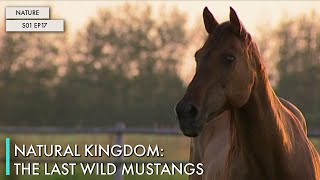 Natural Kingdom: The Last Wild Mustangs