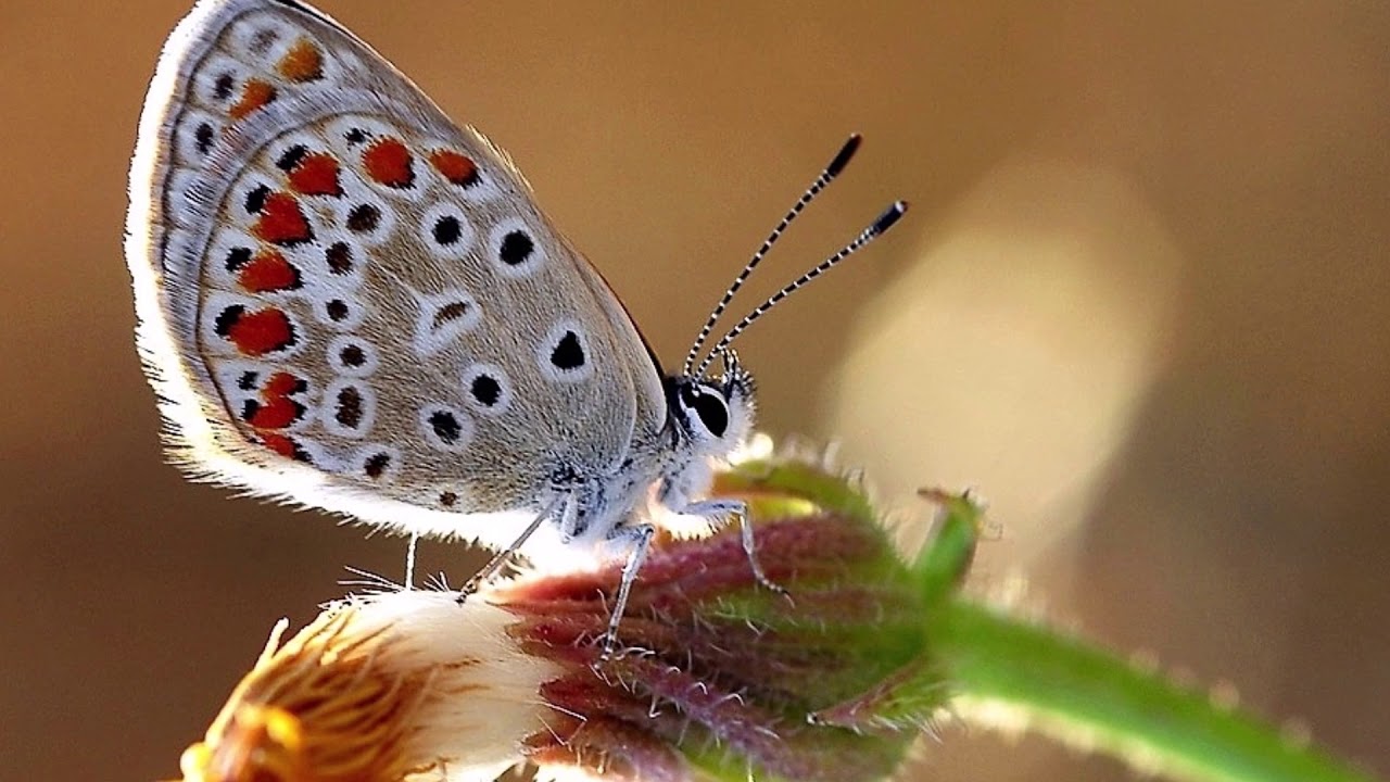 Palladio (Escala). - YouTube