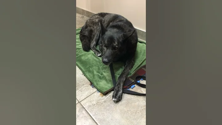 At the Vet - Morning after Emerge