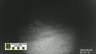 Video 3 - Gravación Lobo en Galicia