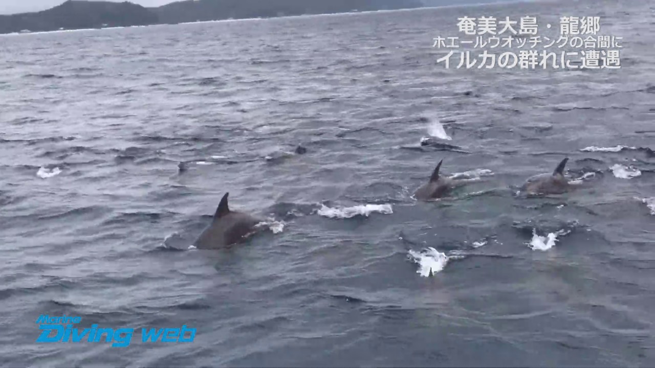 ホエールウオッチングの合間に イルカの群れに遭遇in奄美大島 龍郷 Youtube