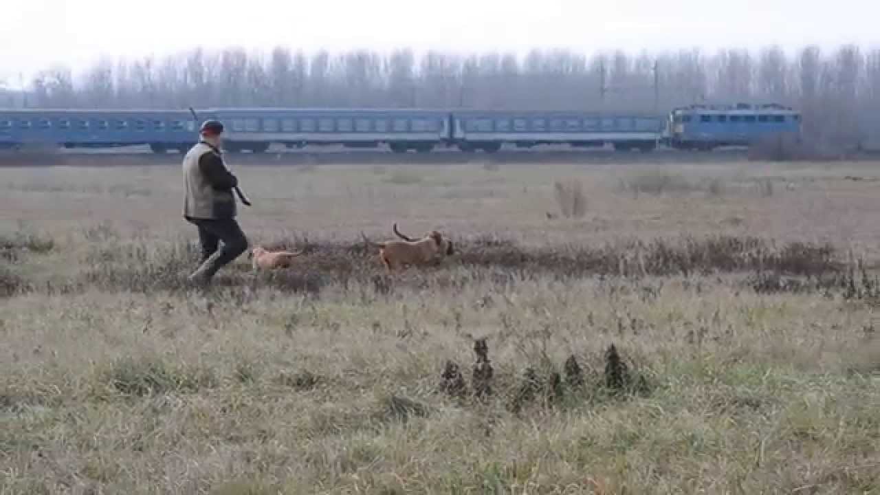 Walked up partridge hunt with the Zöldmáli wirehaired Vizslas/ Fogoly vadászat