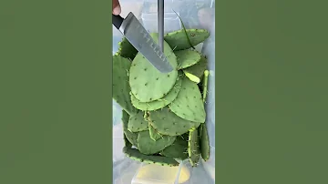 У нас ооочень много Опунции 🌵🌵🌵.