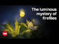 The Luminous Mystery of Fireflies | Wan Faridah Akmal Jusoh | TED