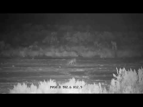 bison iloilo Coyote prowling the night