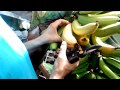 Созревание бананов. Как выращивают бананы в доме.