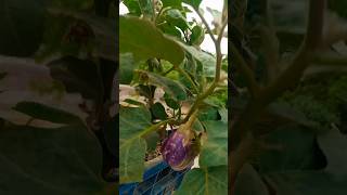itne sare sabjiyan chhat par 🏡#farming #gardening #shorts #organicgardening