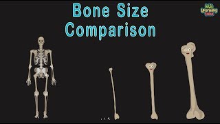 Universe Size Comparison Bone Size Comparison