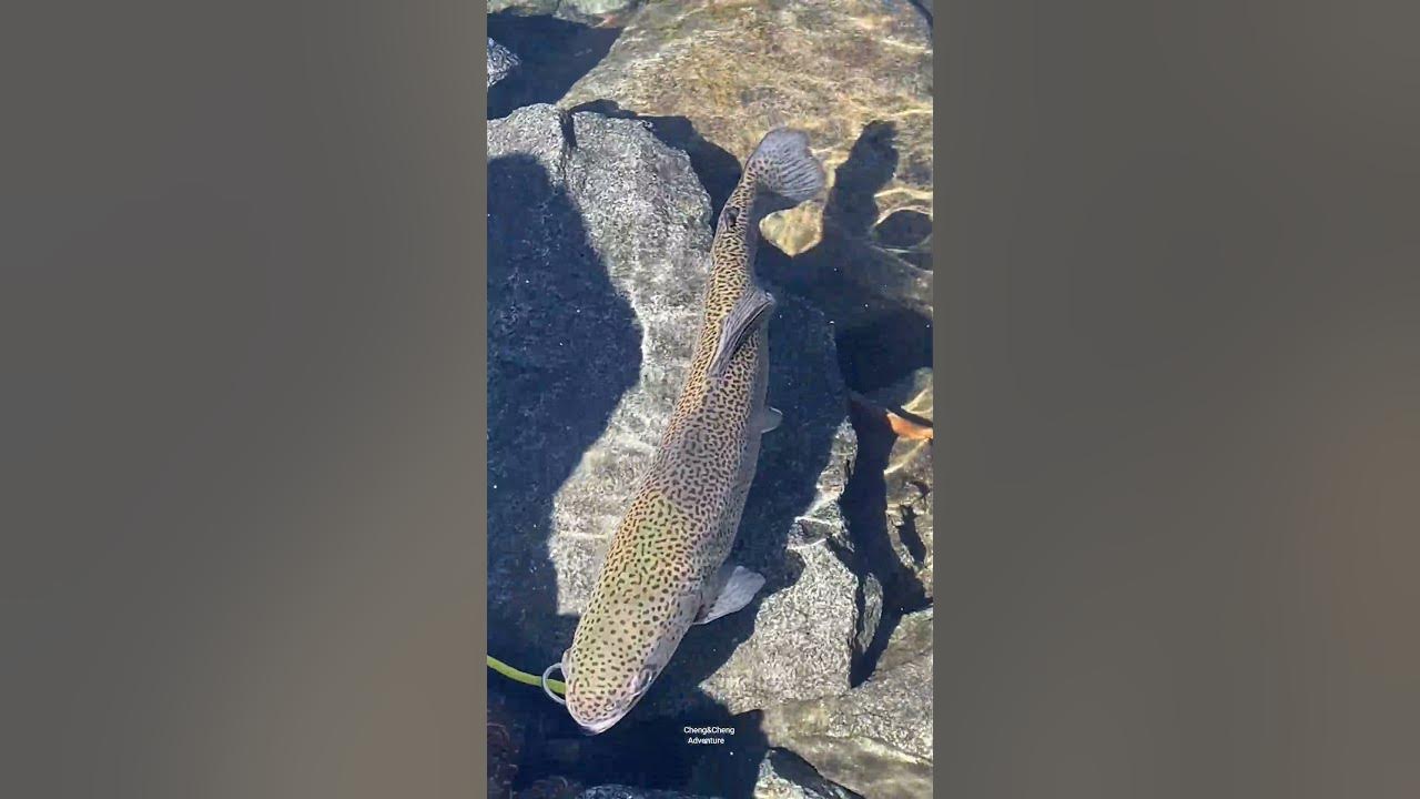 Mt. Lassen TROUT Fish shorts YouTube