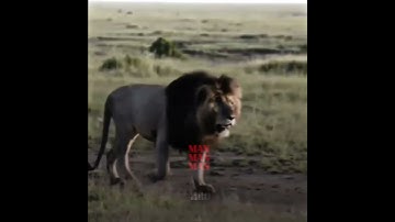 Thumbnail of Scarface x hanging tree 🔥🍿 #edit #history #lion #viral #scarface #shorts #instagram #shorts