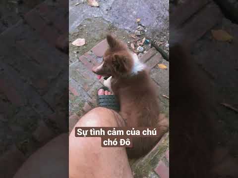 Video: Có một Collie biên giới?