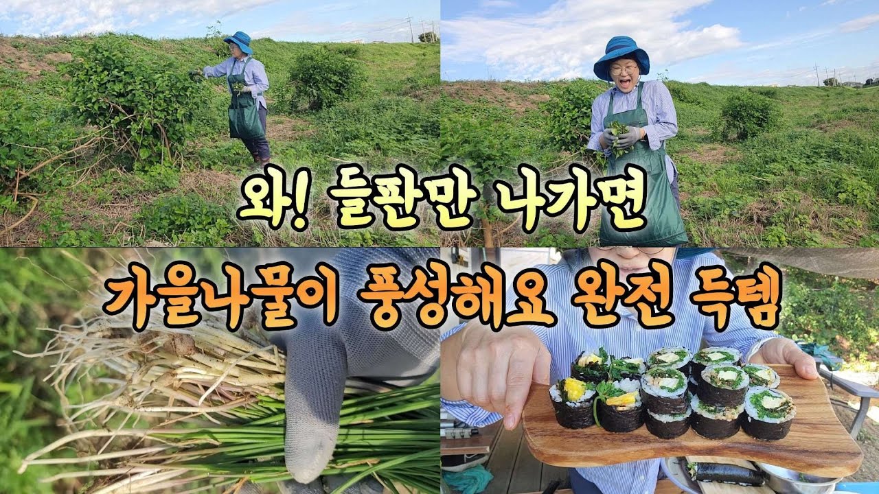 마트에 초록나물 비쌉니다 들판에 공짜 들나물 풍성해요 오늘 가을 초록 들나물 득템!!
