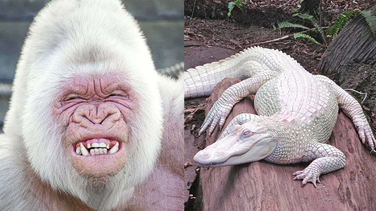 ANIMAIS ALBINOS MAIS INCRÍVEIS DO MUNDO