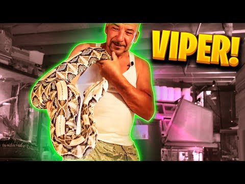 Video: Pit Viper Bite Forgiftning Hos Hunde