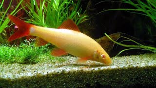 Labeo Bicolor Albino Fishing