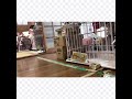 8月10日の子猫による、にゃんにゃんレース。むっちゃ早いです。プロの選手ねこ？？