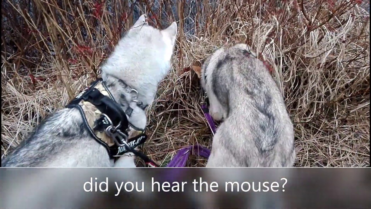 husky and wolfdog, where's the mouse?