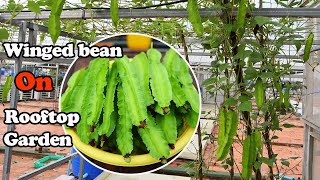 How to grow winged bean from seed to harvest | rooftop garden